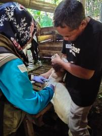 Posyandu Hewan Padukuhan Klepu Tingkatkan Kesehatan dan Produktivitas Ternak Warga